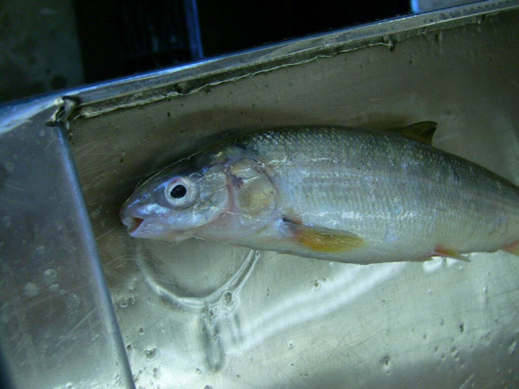 Whitefish Babies Are Starving and Sunburned