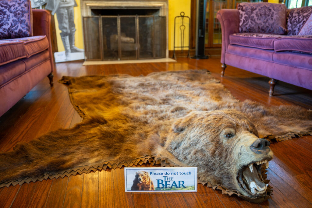 bearskin rug