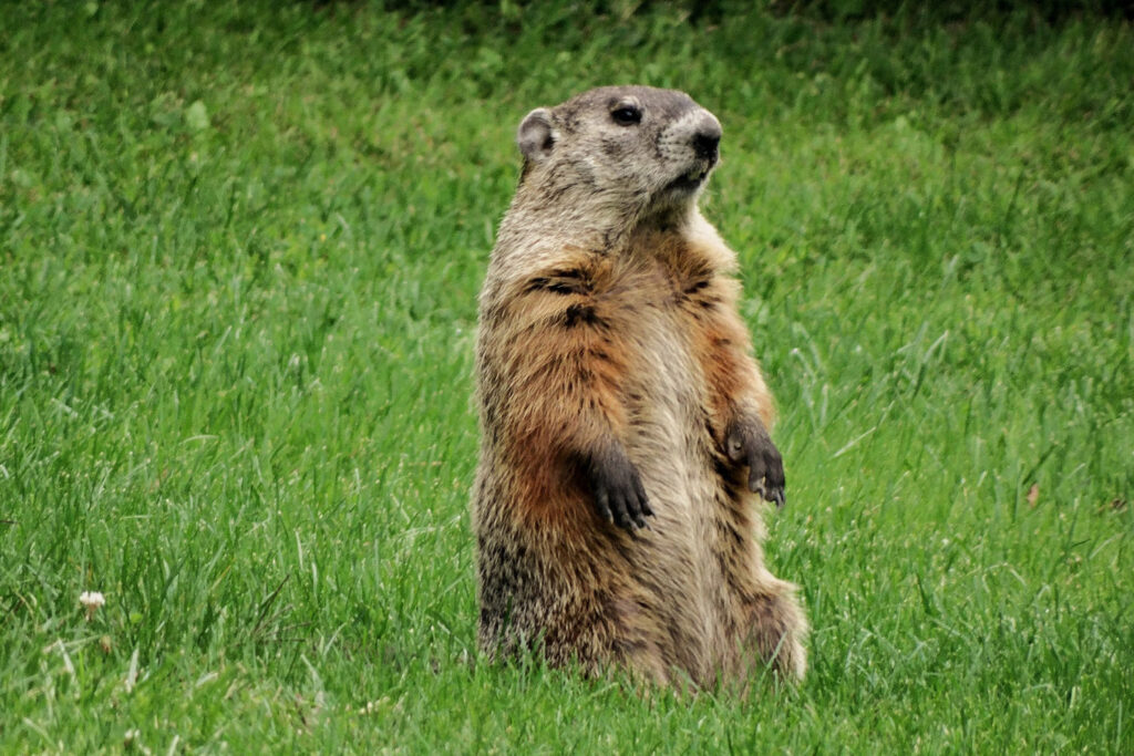 groundhog