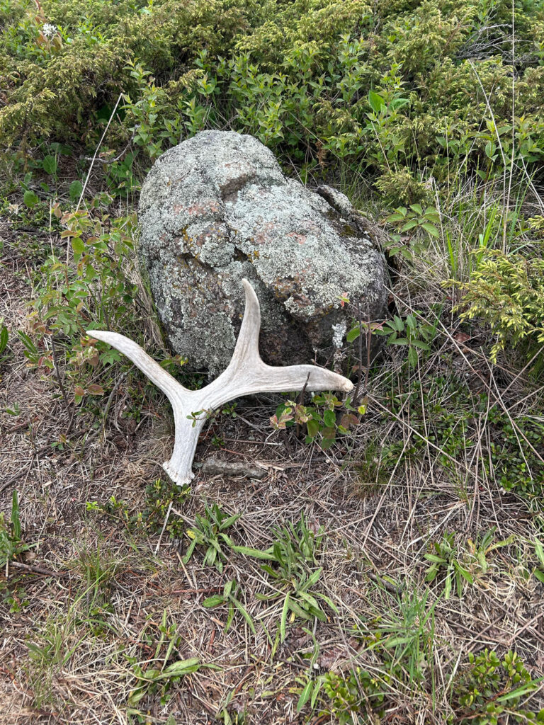 Isle Royale