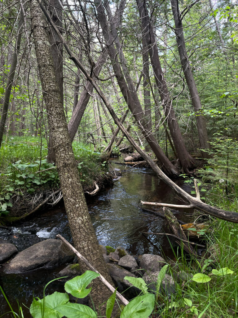 forest and creek