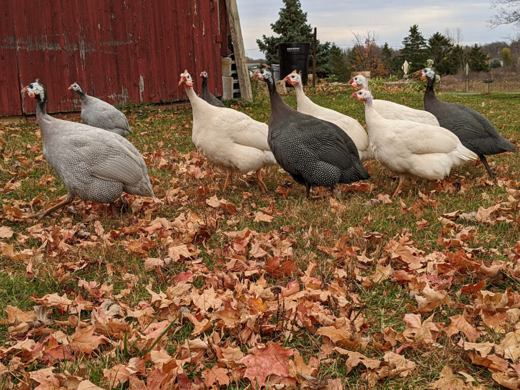 guinea fowl