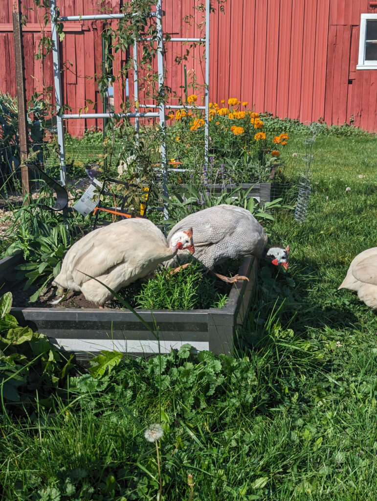 guinea fowl
