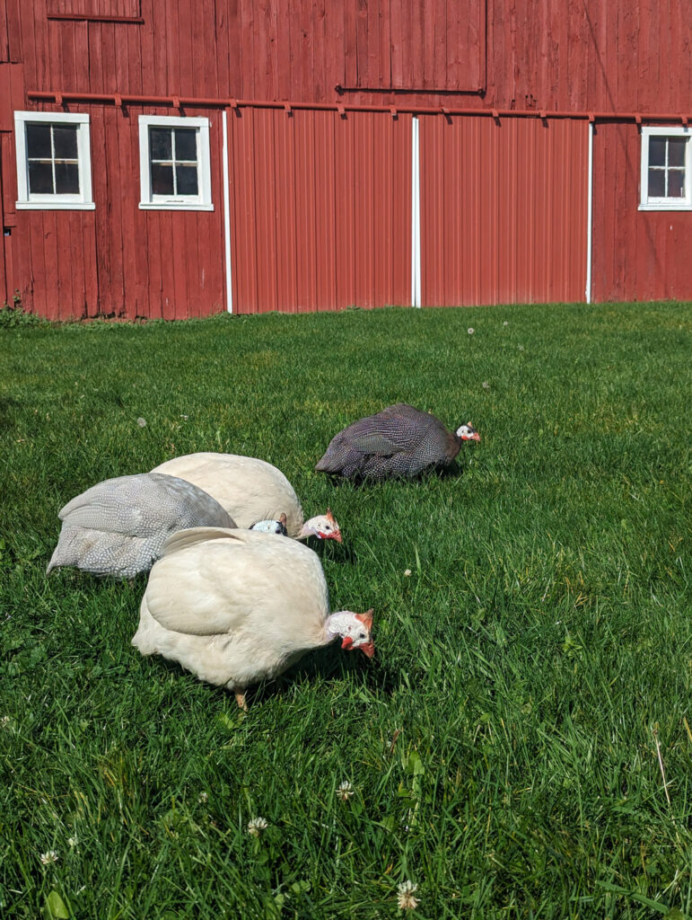 guinea fowl