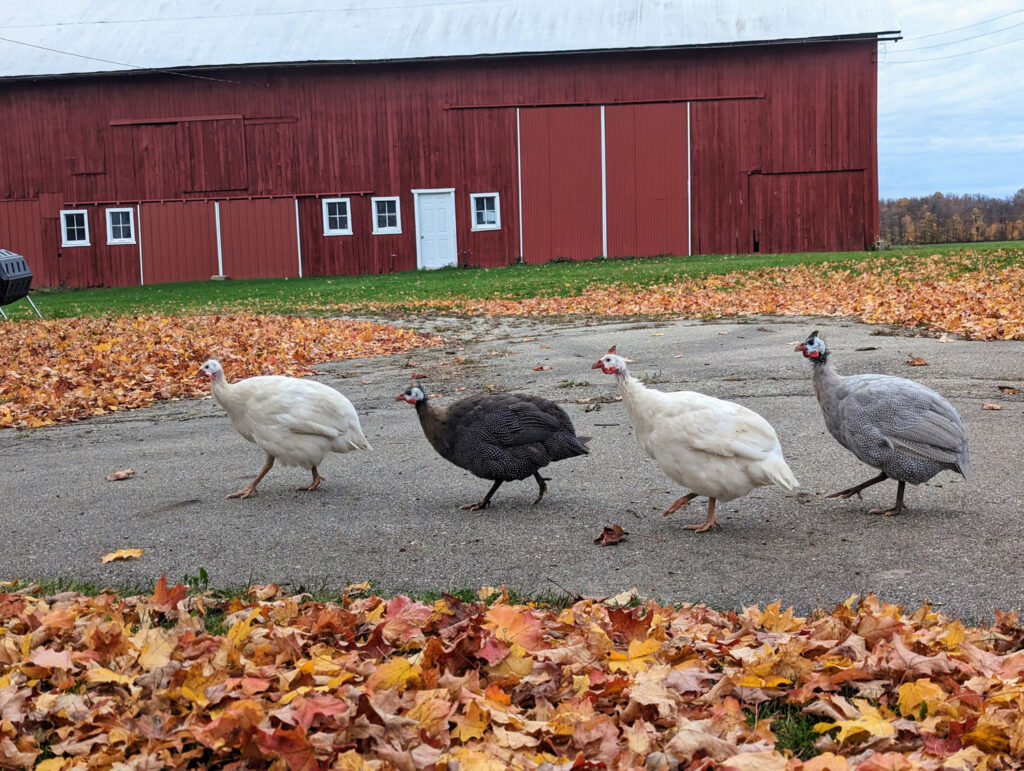 guinea fowl