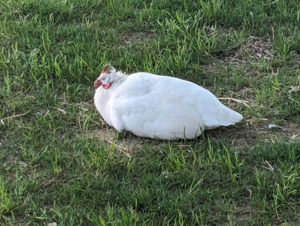 guinea fowl
