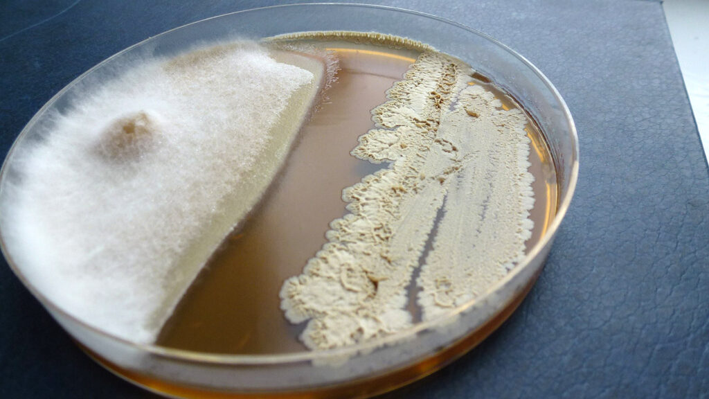 Fusarium graminearum in petri dish