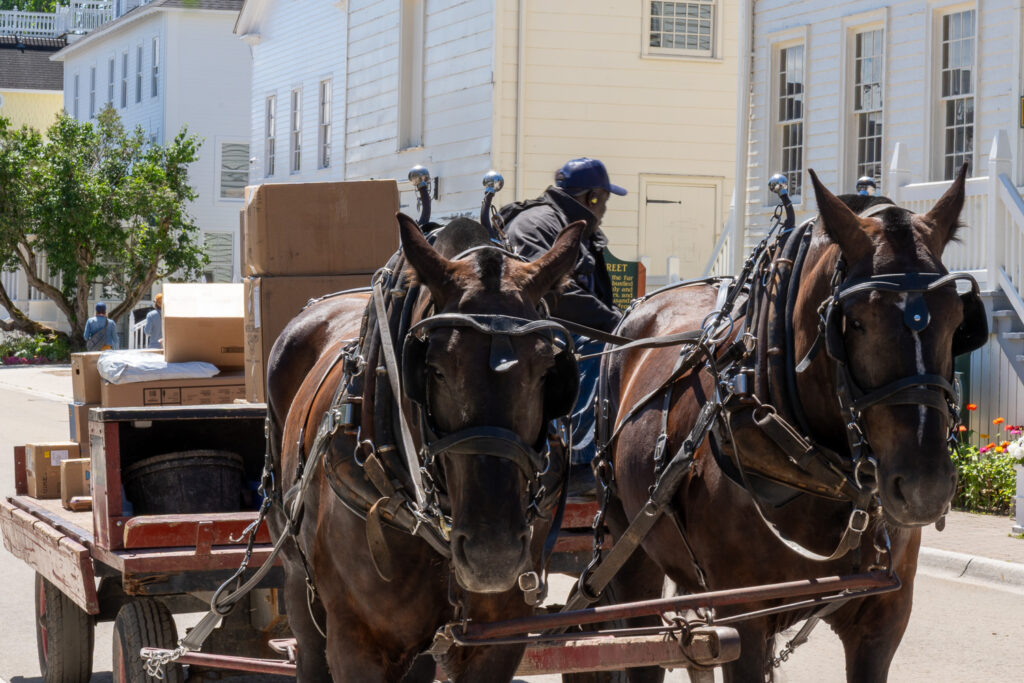 jamaican worker with boxes on horse cart