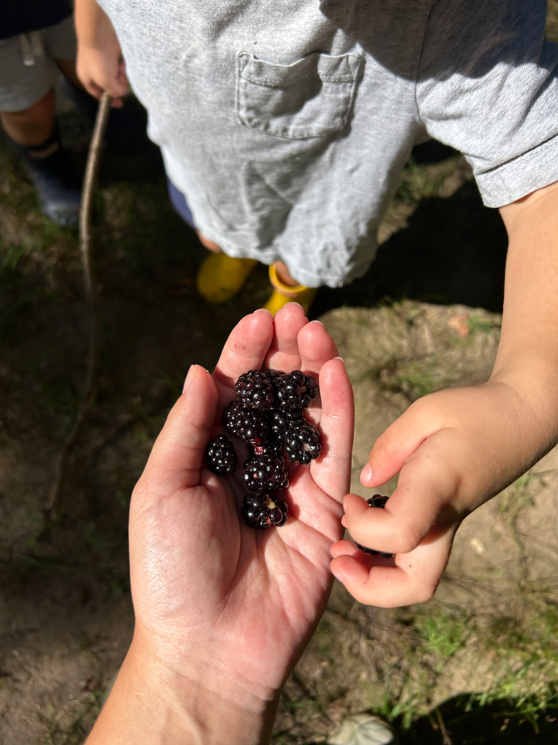 wild blackberries