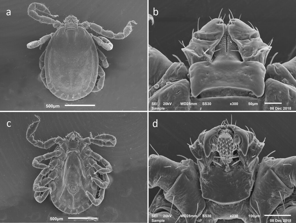 longhorn tick