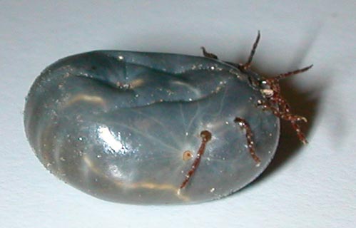 longhorn tick