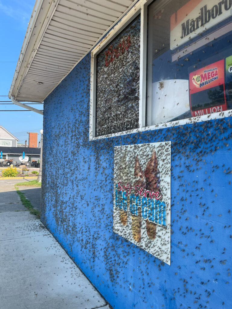 luna pier mayflies