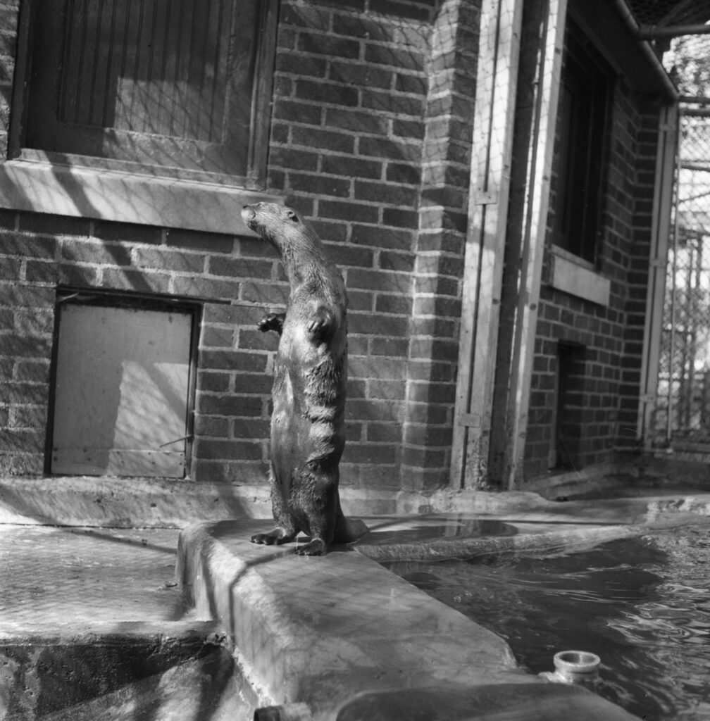 university of michigan zoo