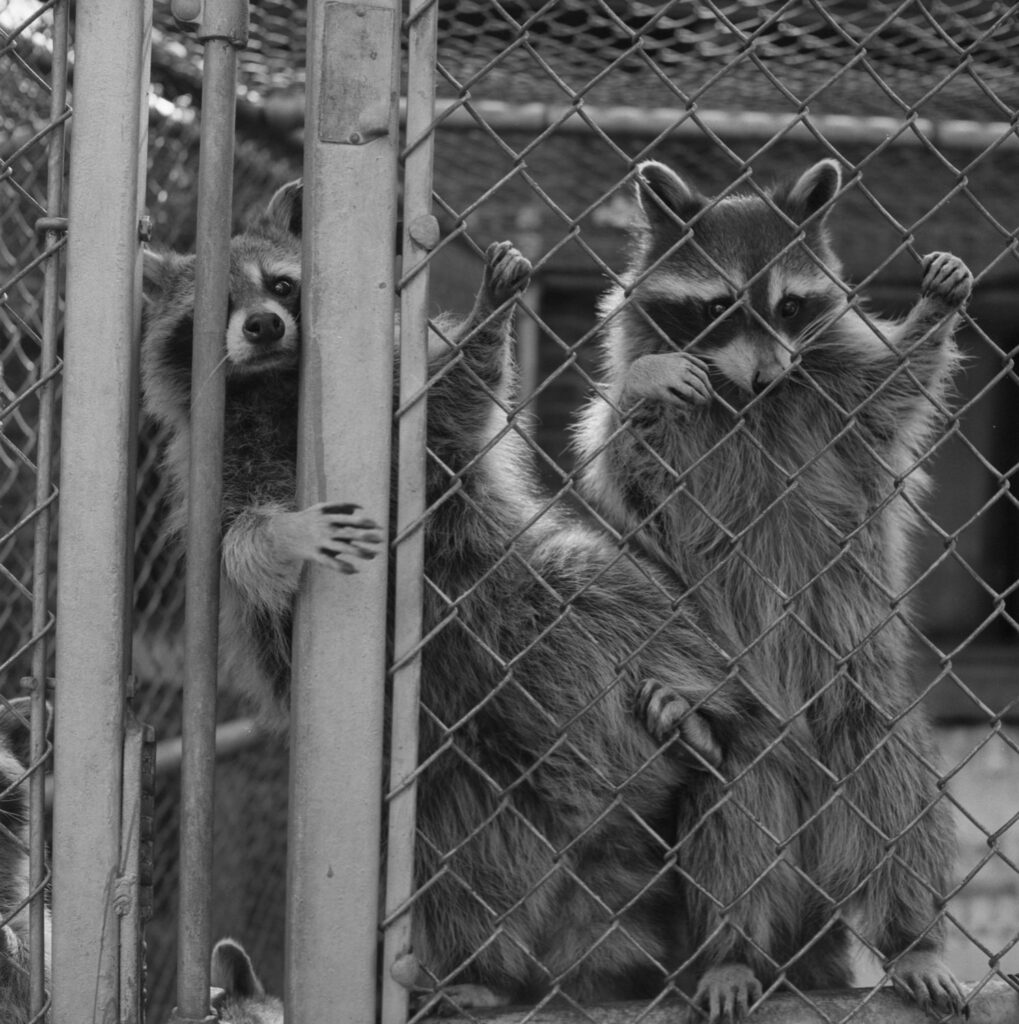 university of michigan zoo