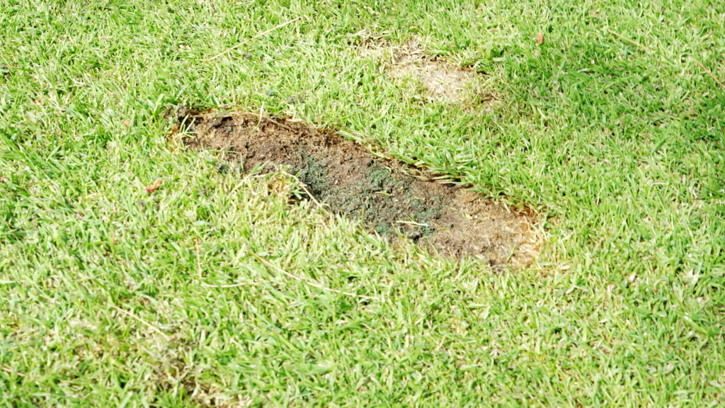 golfing with hickory clubs at wawashkamo