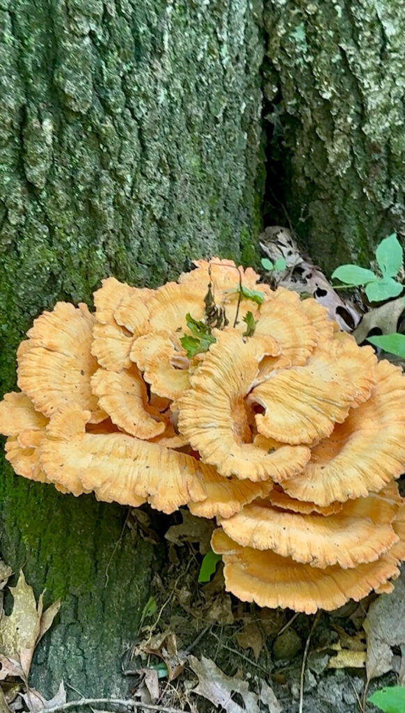 chicken of the woods
