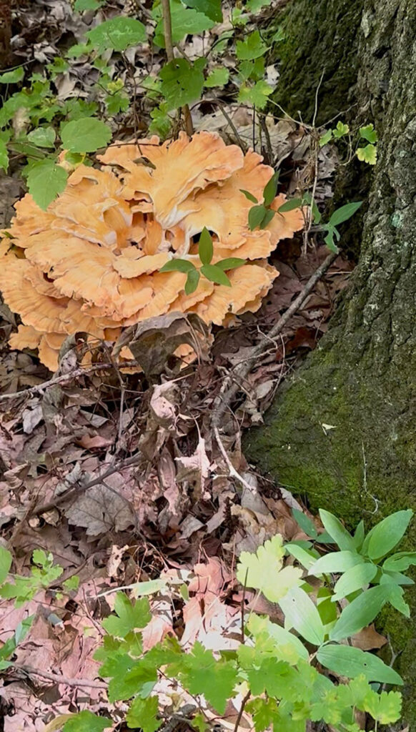 chicken of the woods
