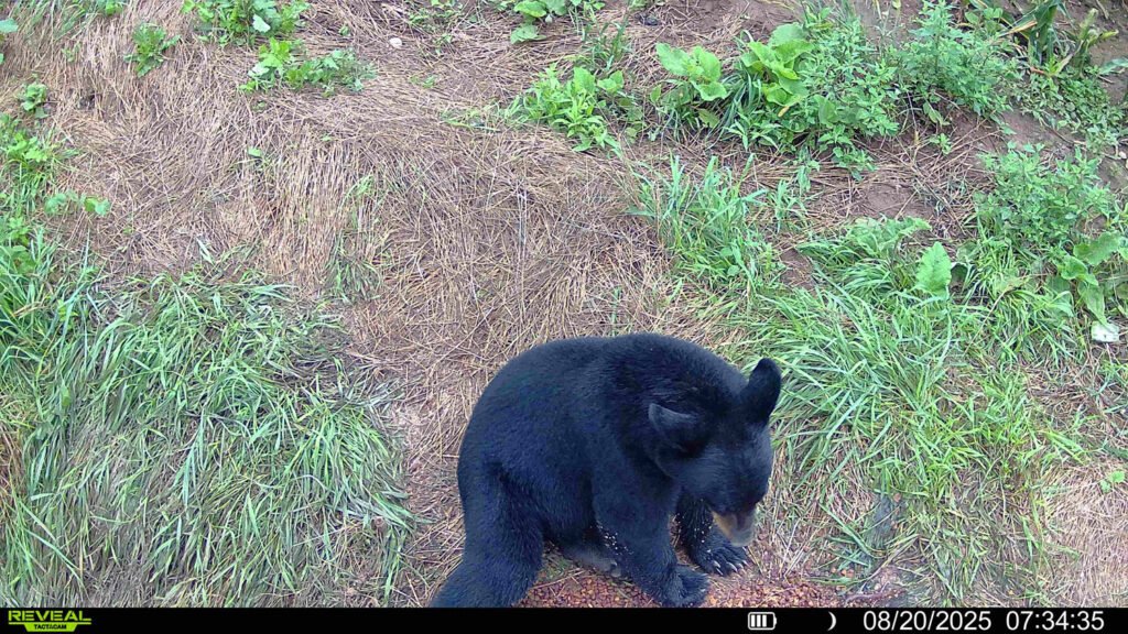 trail cam footage