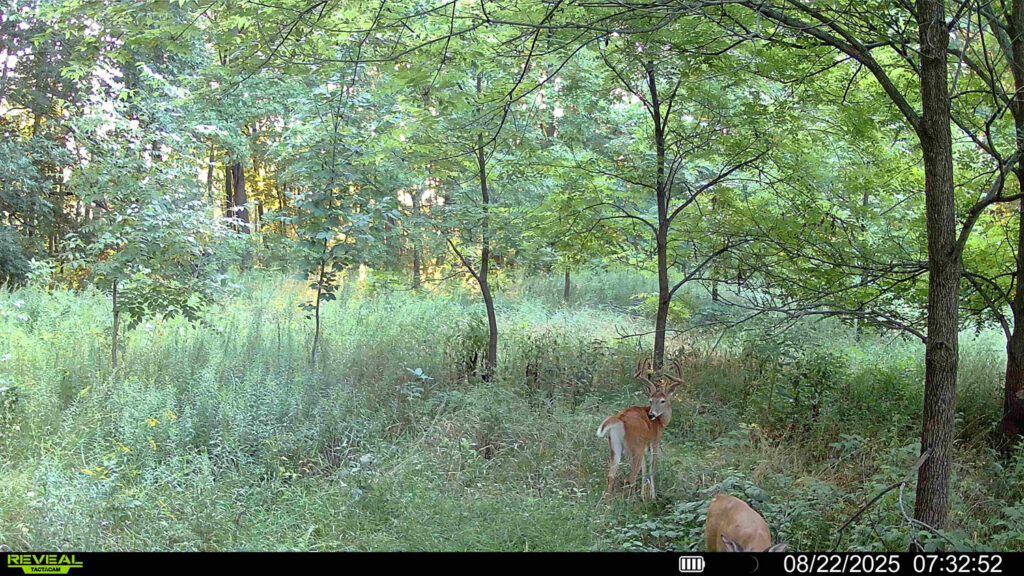 trail cam footage