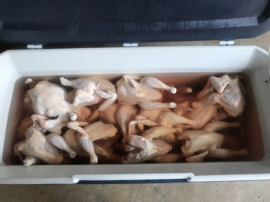 chicken harvesting with beers and equipment