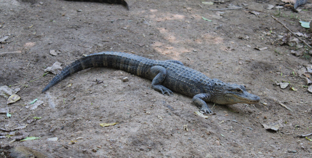 alligator sanctuary