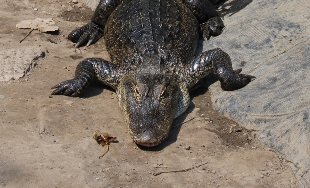 alligator sanctuary