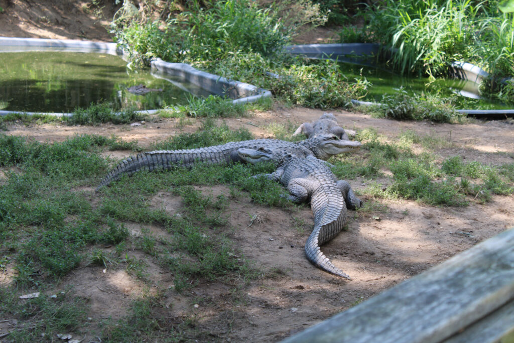 alligator sanctuary
