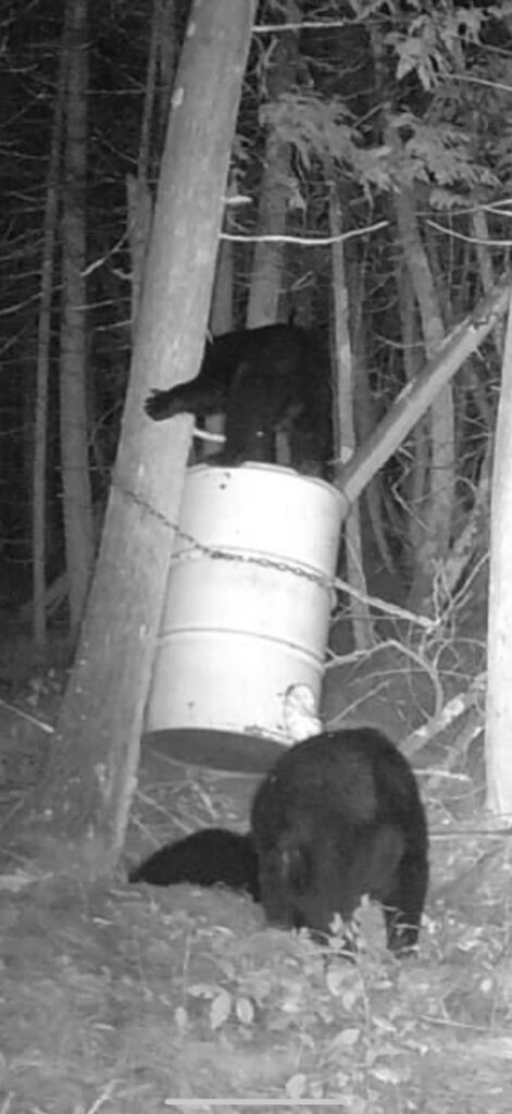 bear baiting