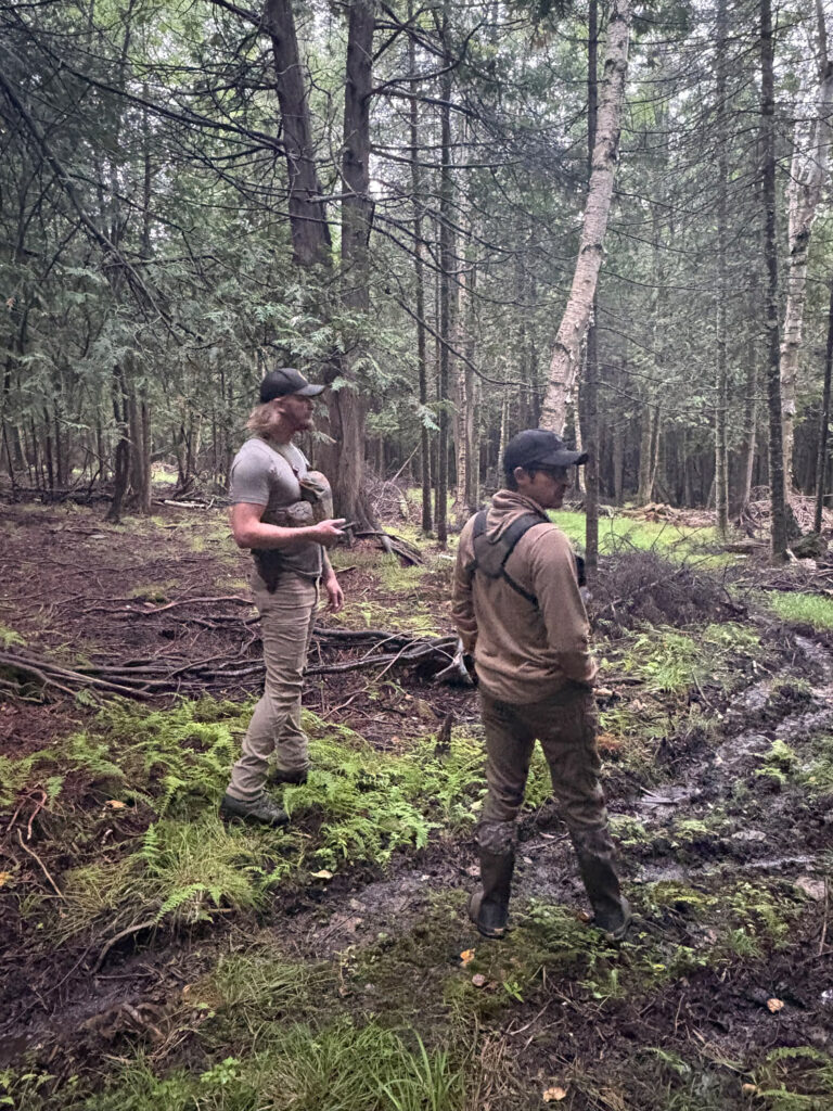 bear baiting