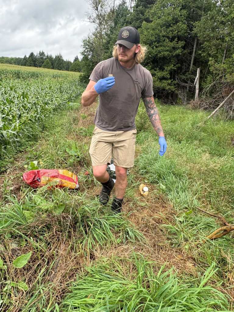 bear baiting