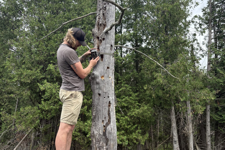 bear baiting