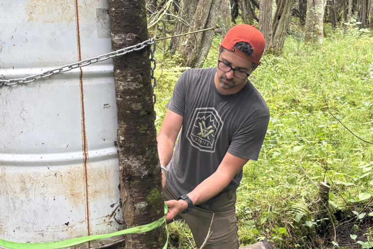 bear baiting