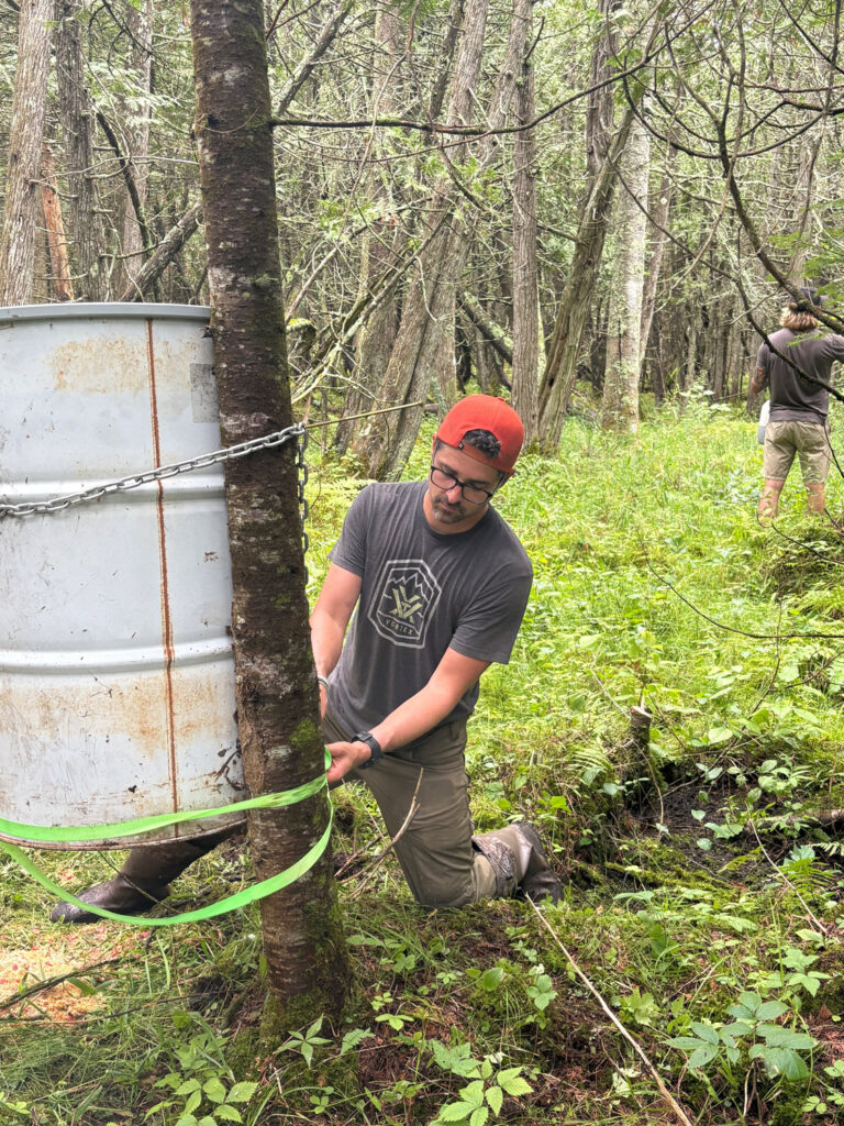 bear baiting