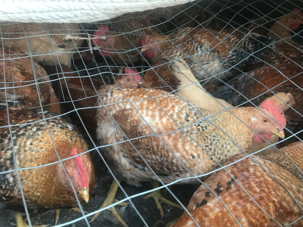 chicken harvesting with beers and equipment