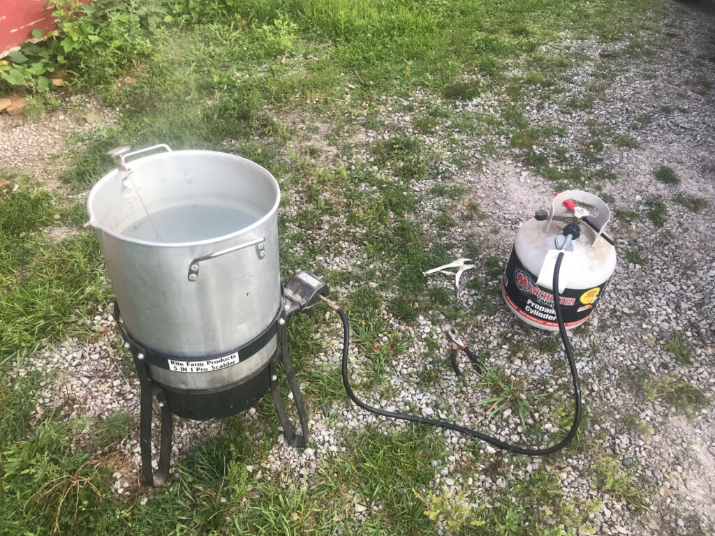 chicken harvesting with beers and equipment