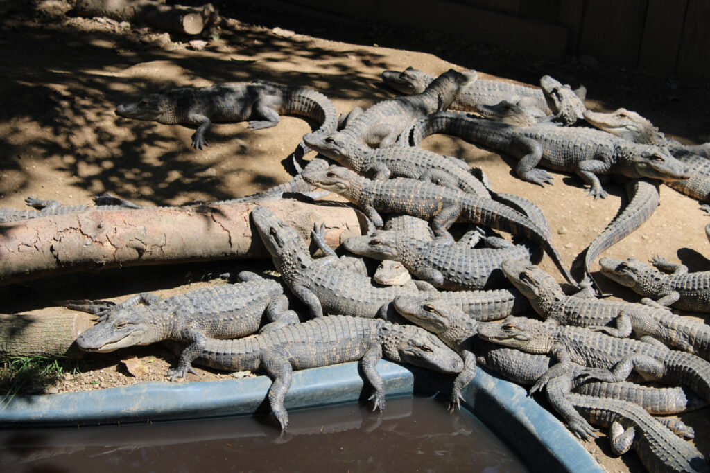 alligator sanctuary
