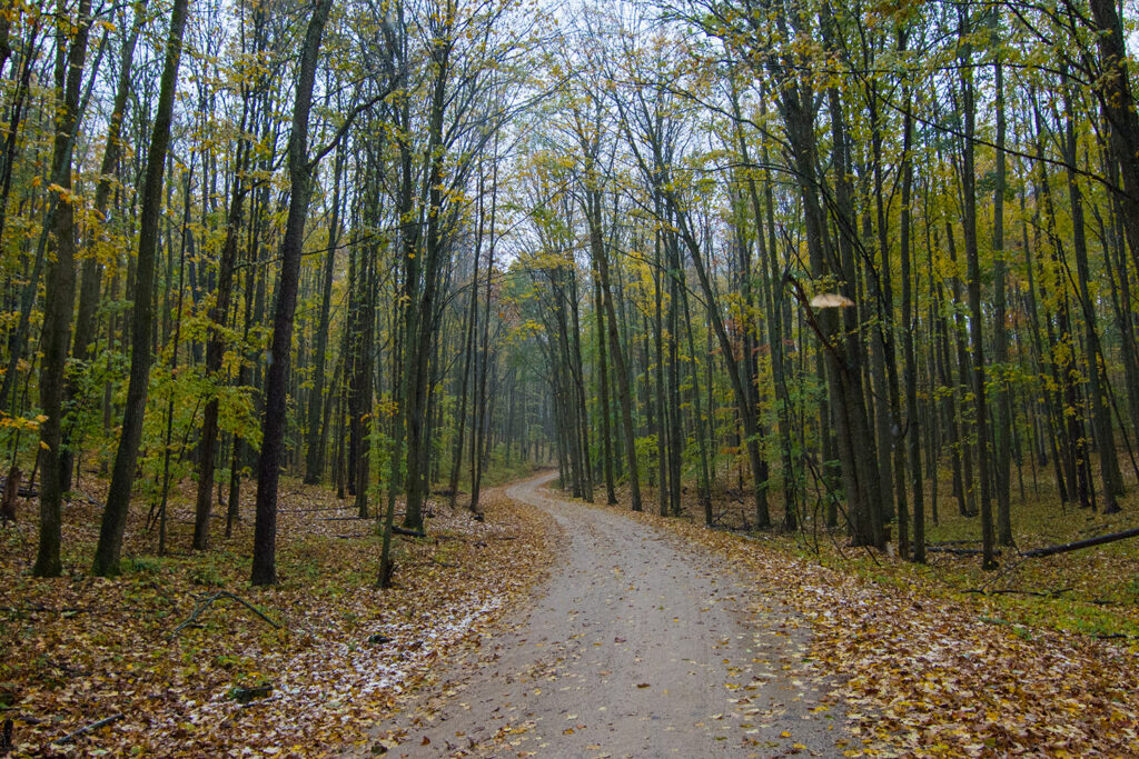 manistee forest