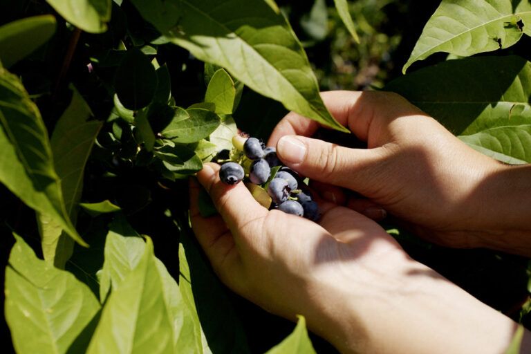 blueberry gleaning