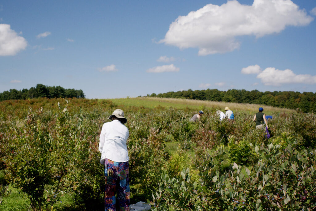 blueberry gleaning