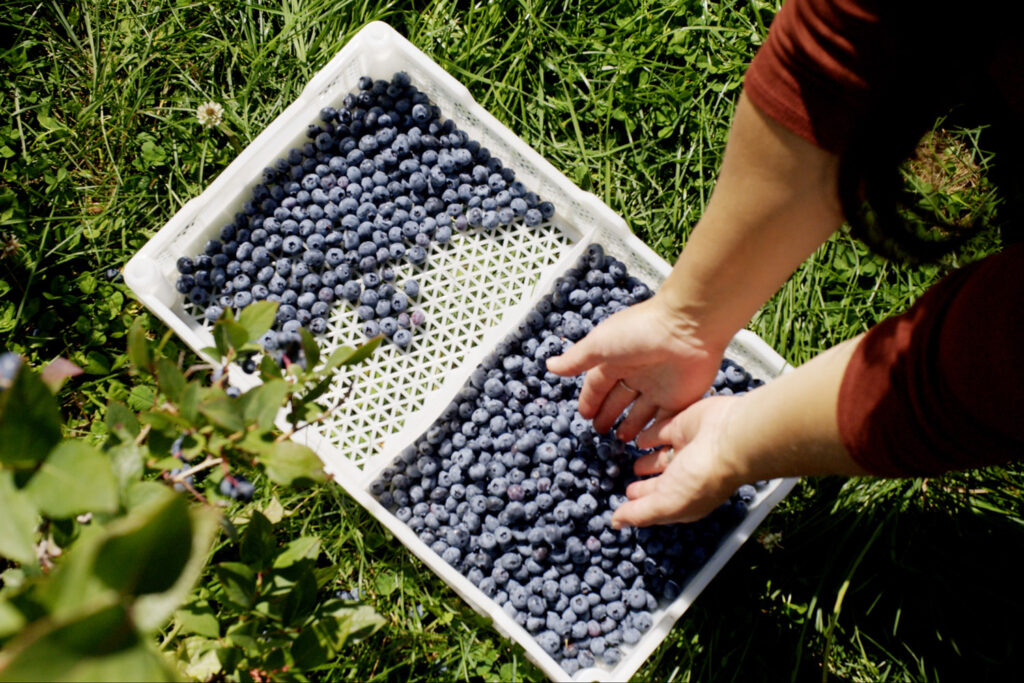 blueberry gleaning