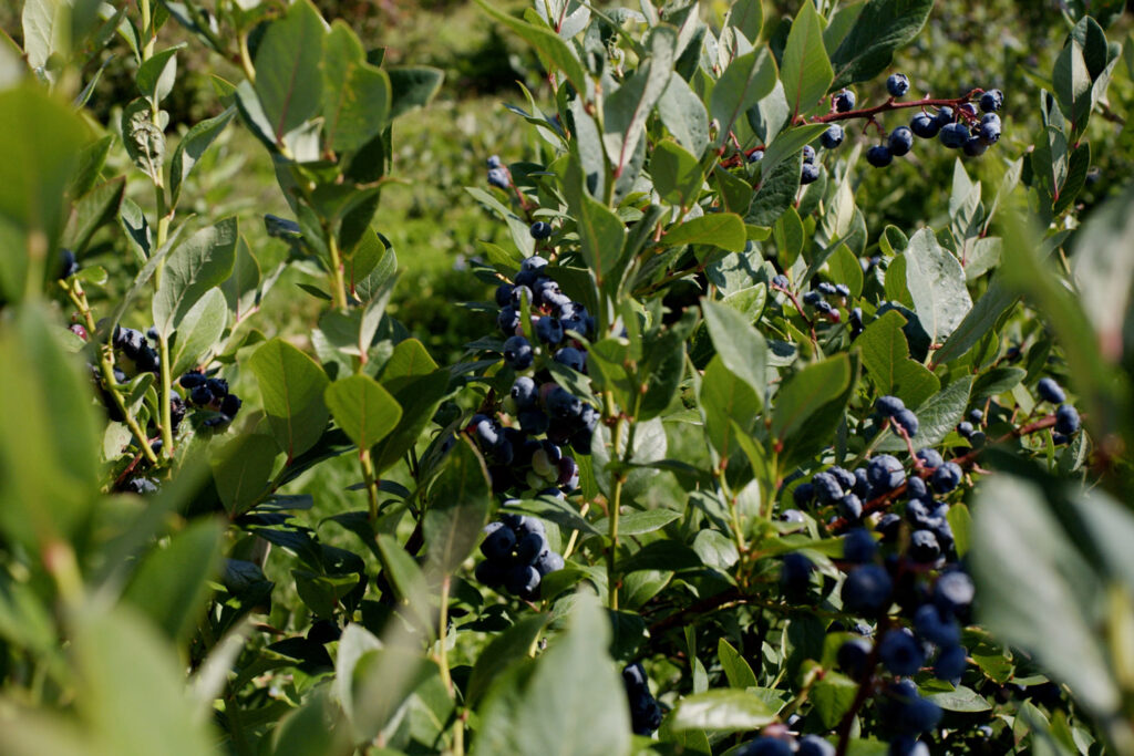 blueberry gleaning