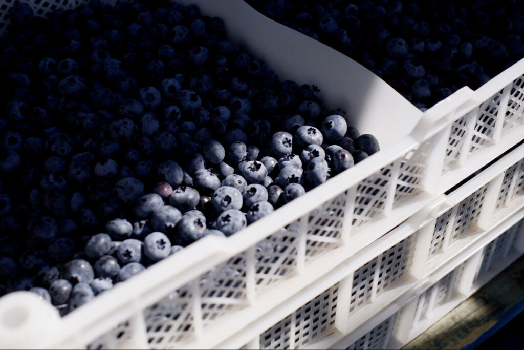 blueberry gleaning