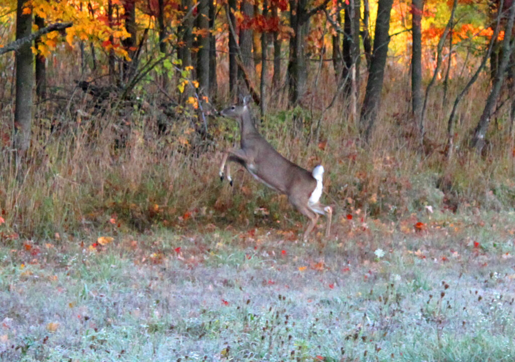 deer