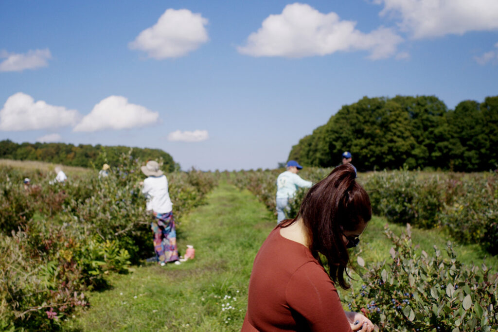 blueberry gleaning