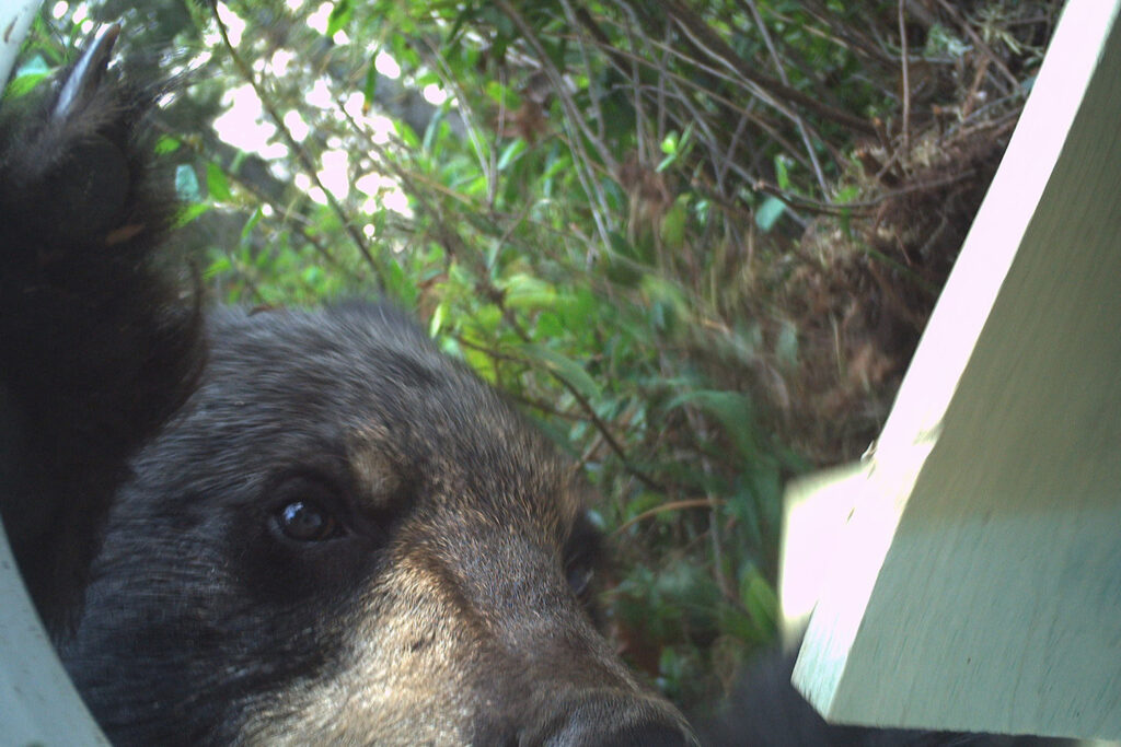 bear hunting
