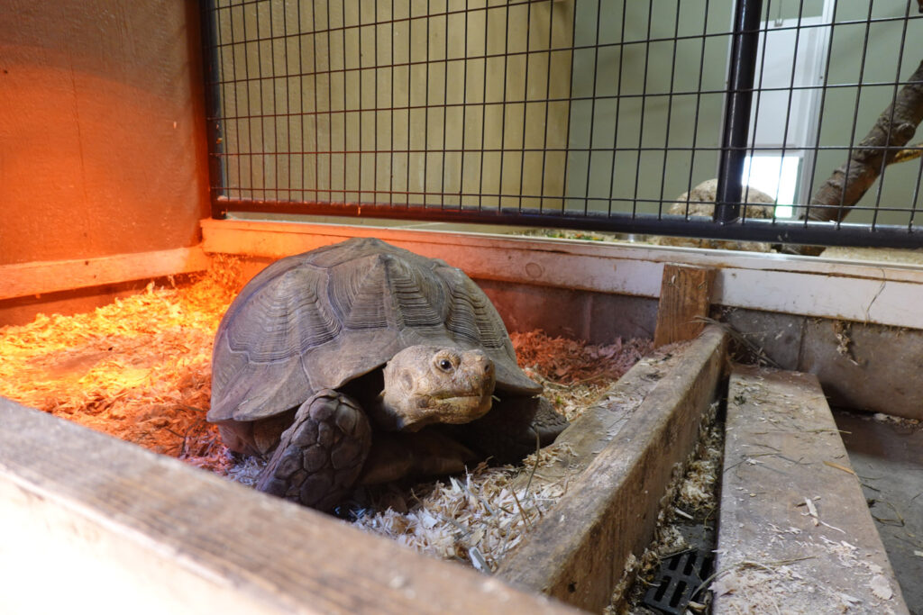 garlyn zoo and animals
