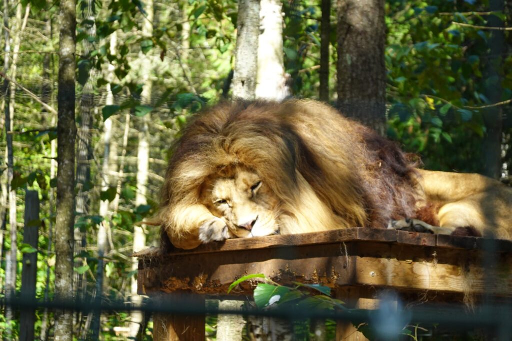 lion