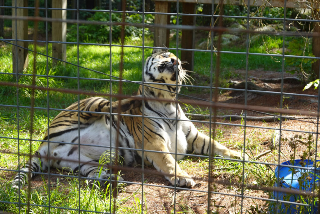 garlyn zoo and animals