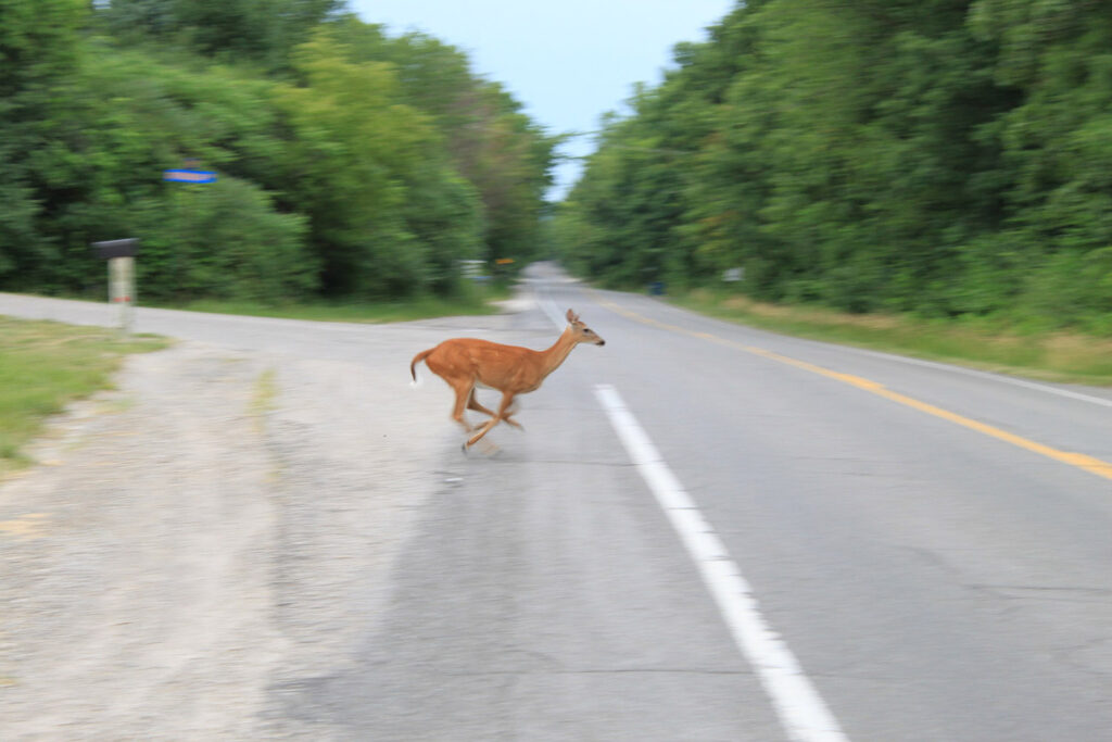 deer
