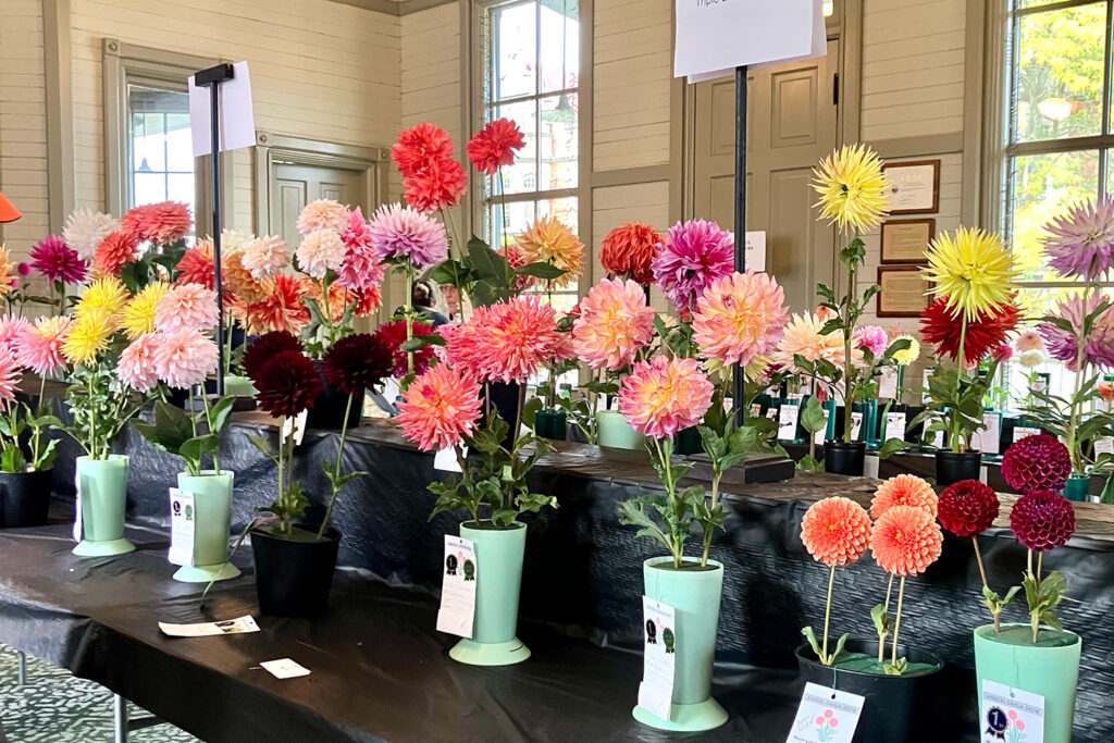 dahlias